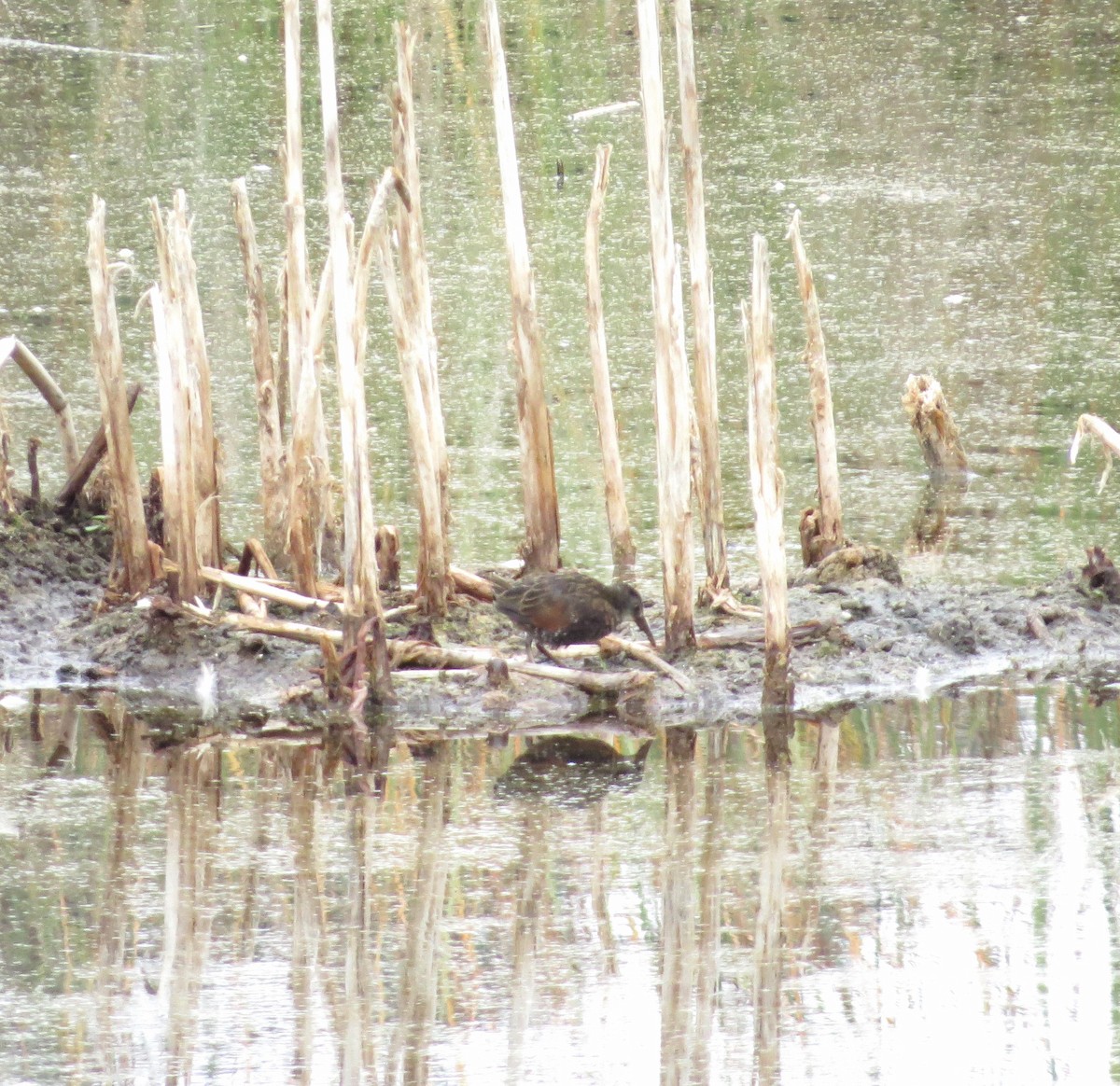 Virginia Rail - ML609429523