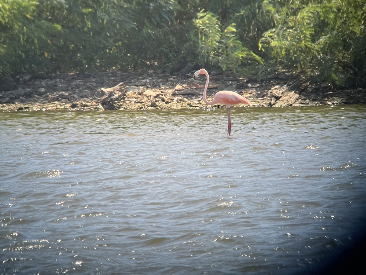 American Flamingo - ML609429531