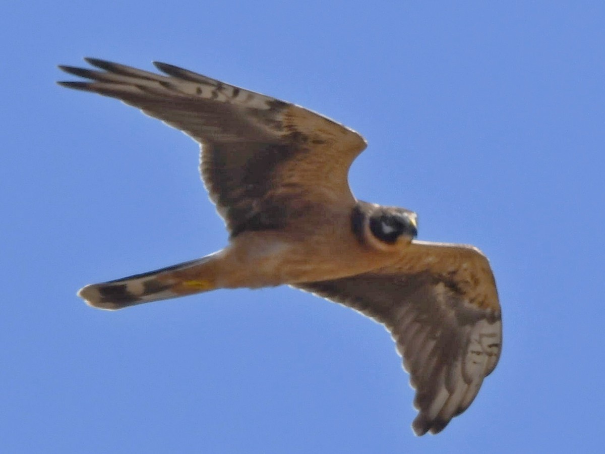 Pallid Harrier - ML609429556