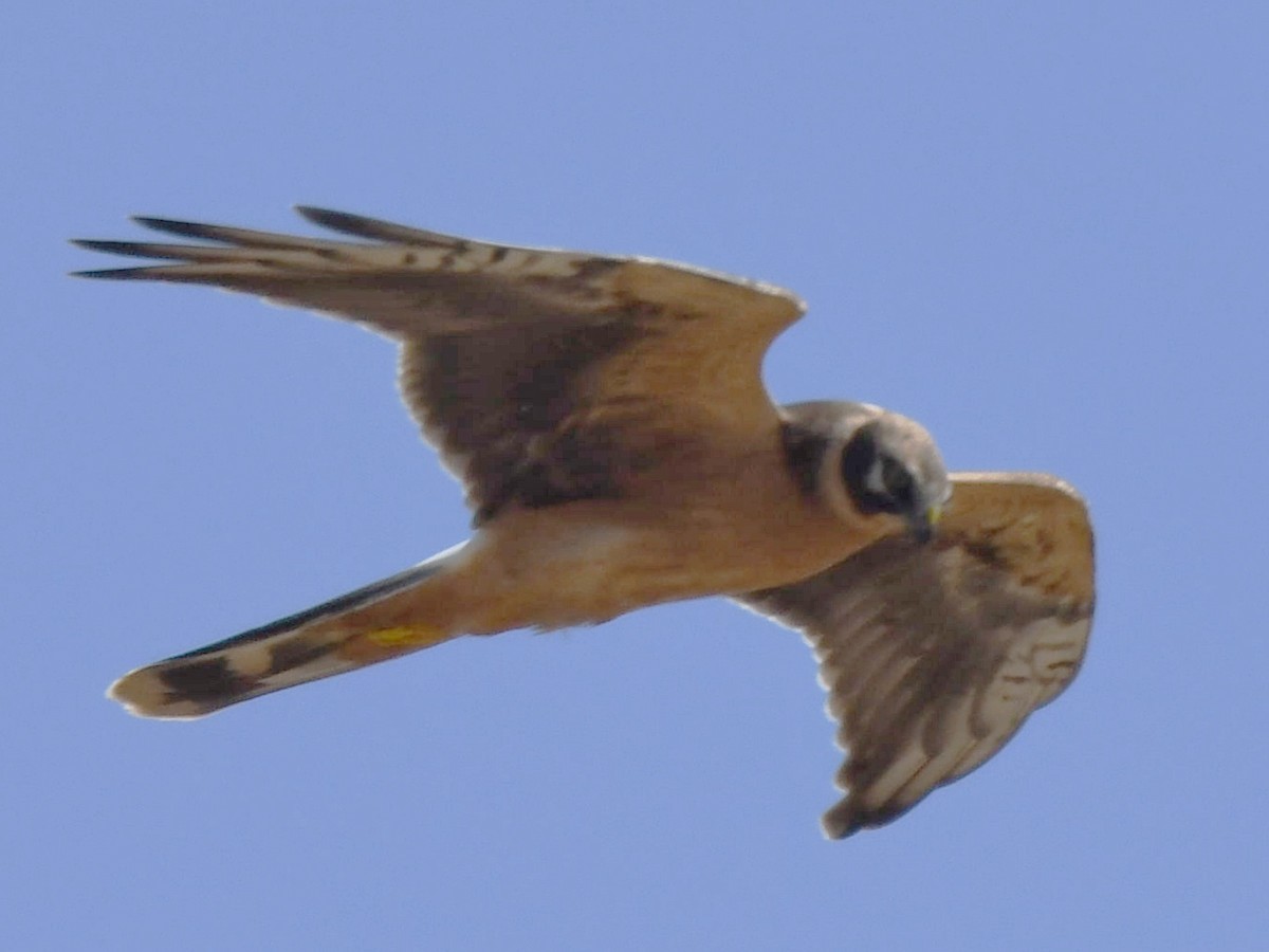 Pallid Harrier - ML609429564