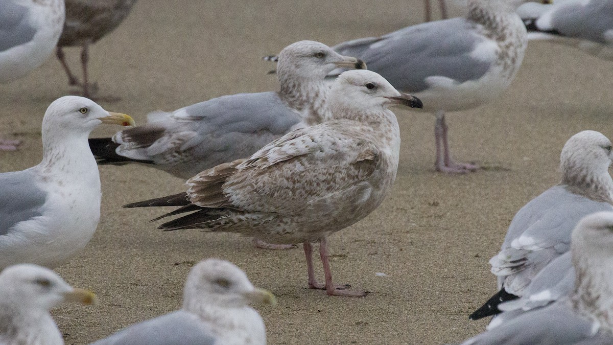 tanımsız Larus sp. - ML609429603