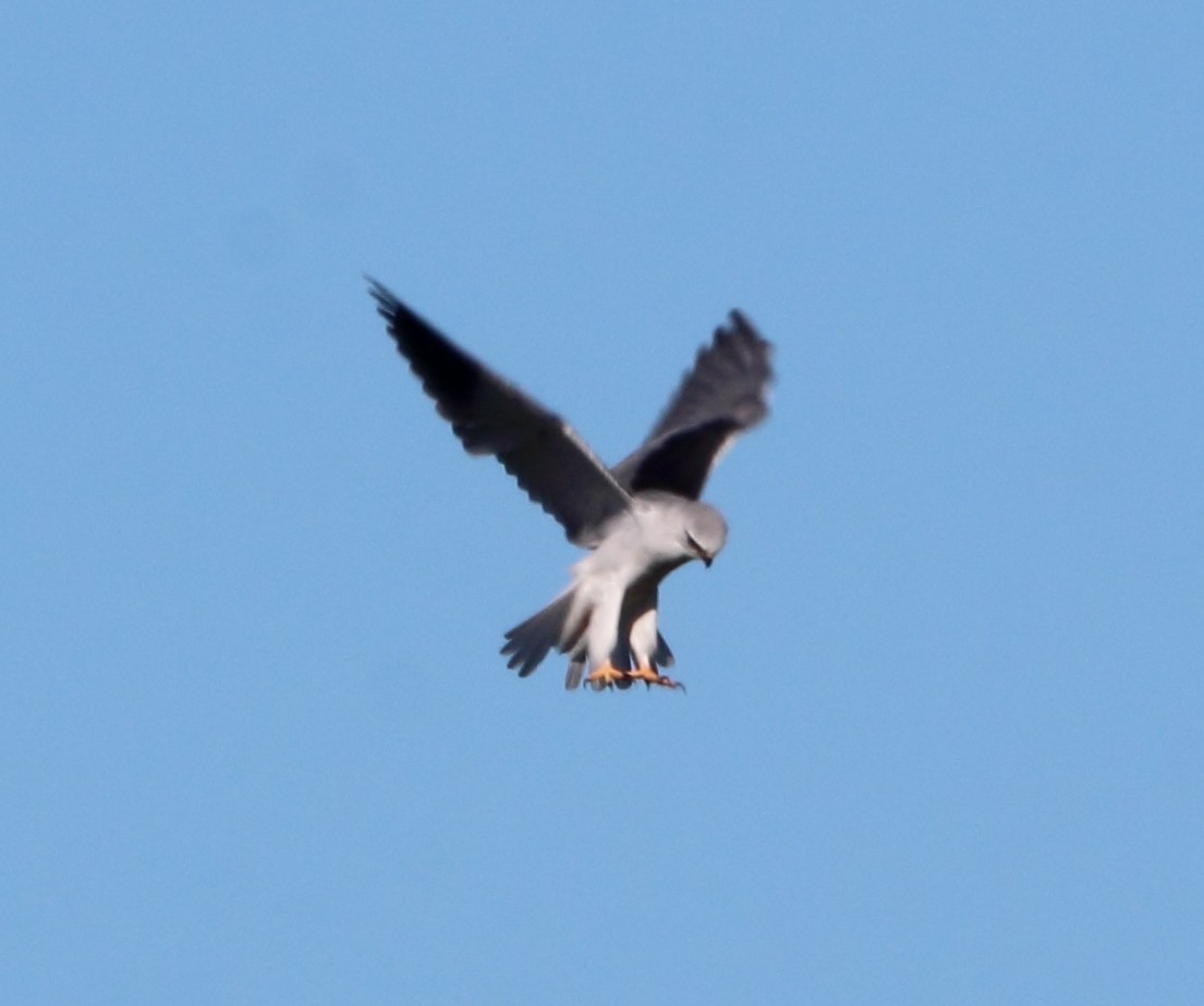 Black-winged Kite - Pablo Miki Garcia Gonzalez