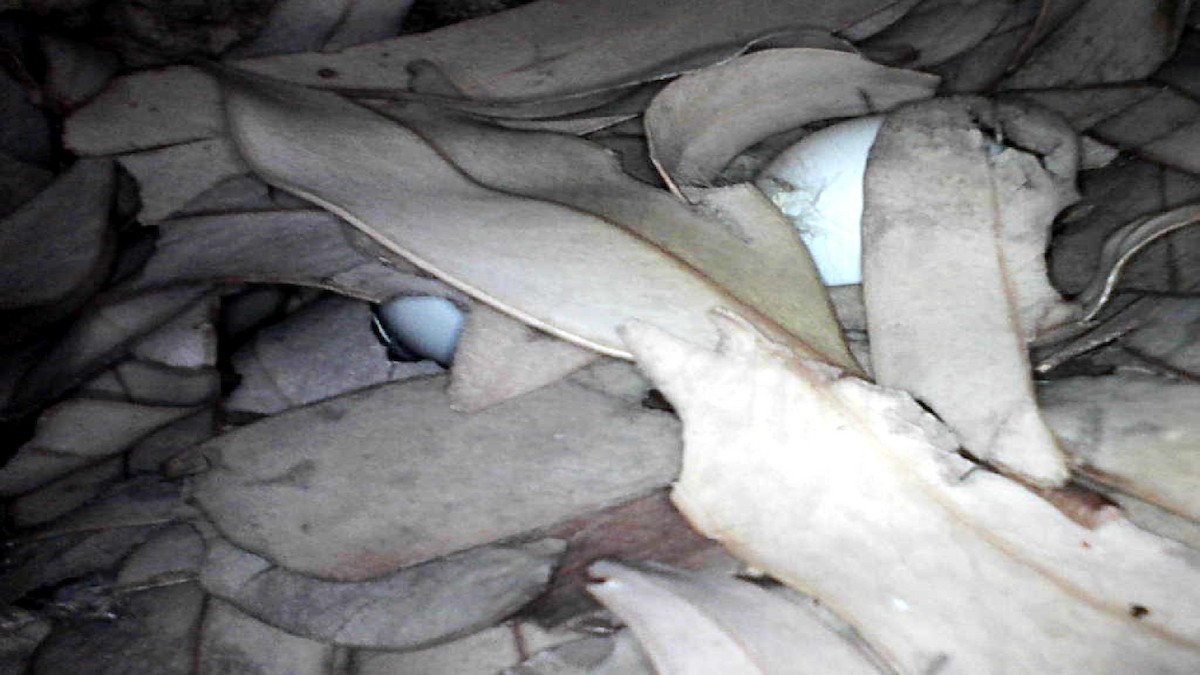 jiřička modrolesklá (ssp. hesperia) - ML609429664