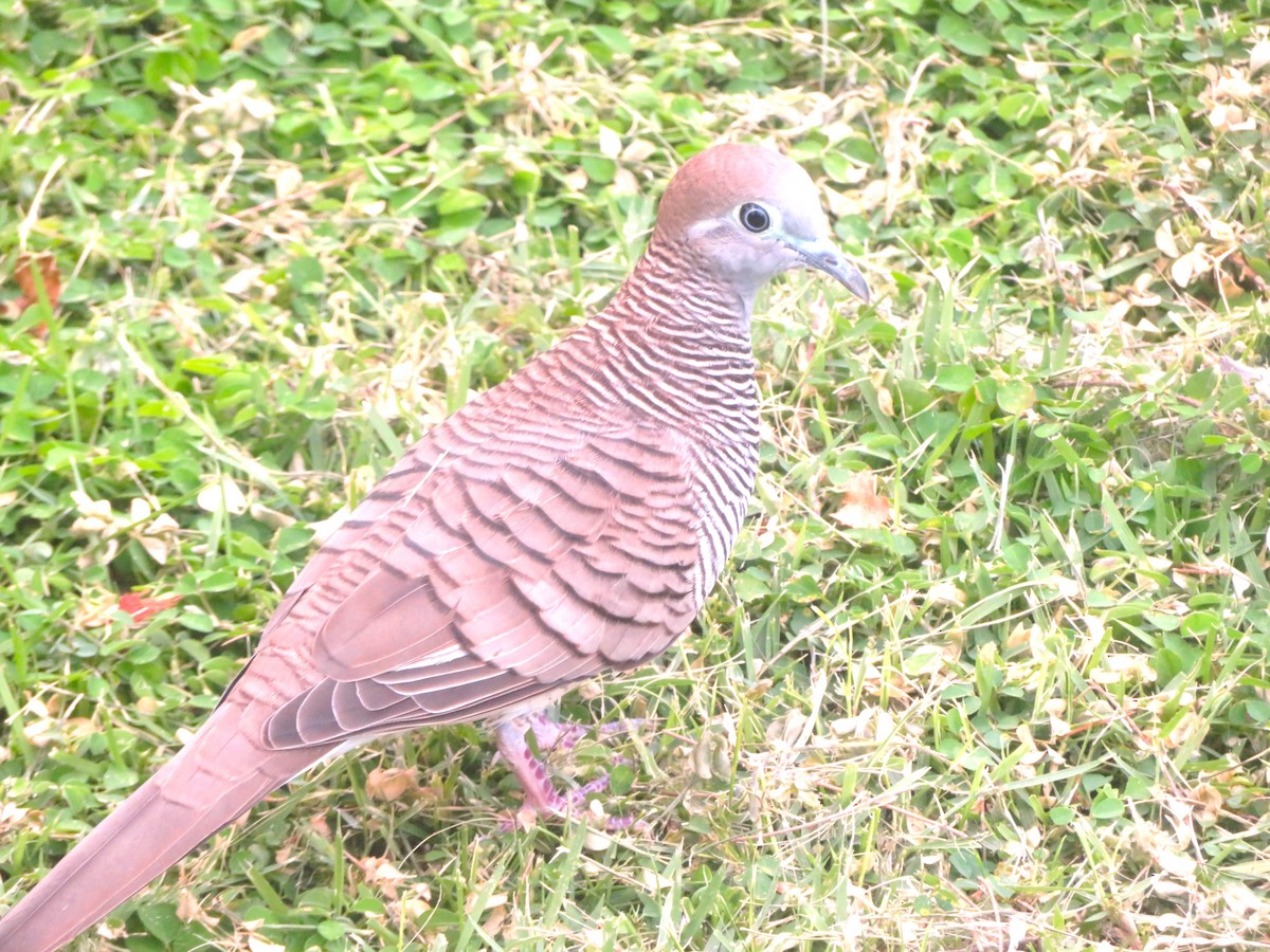 Zebra Dove - ML609429721