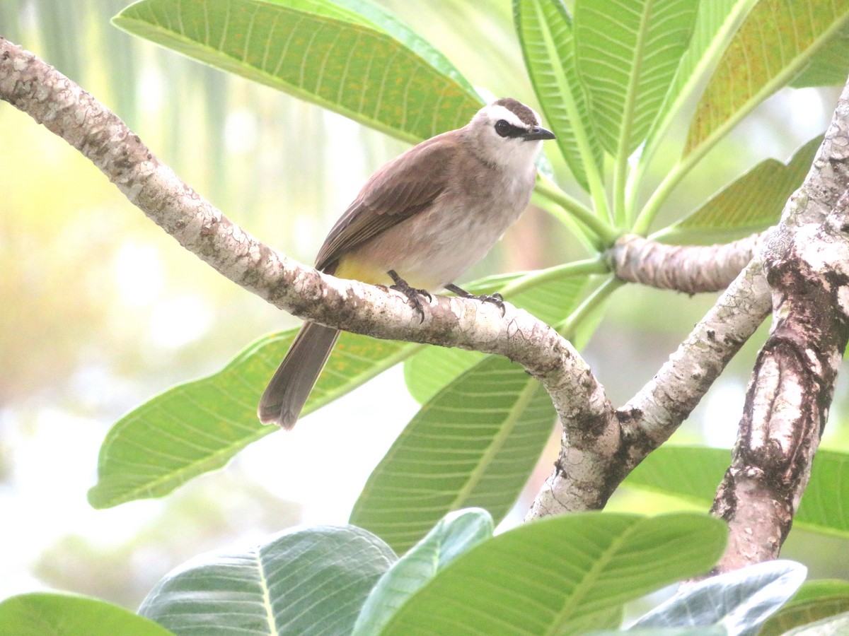 Yellow-vented Bulbul - DJ ML