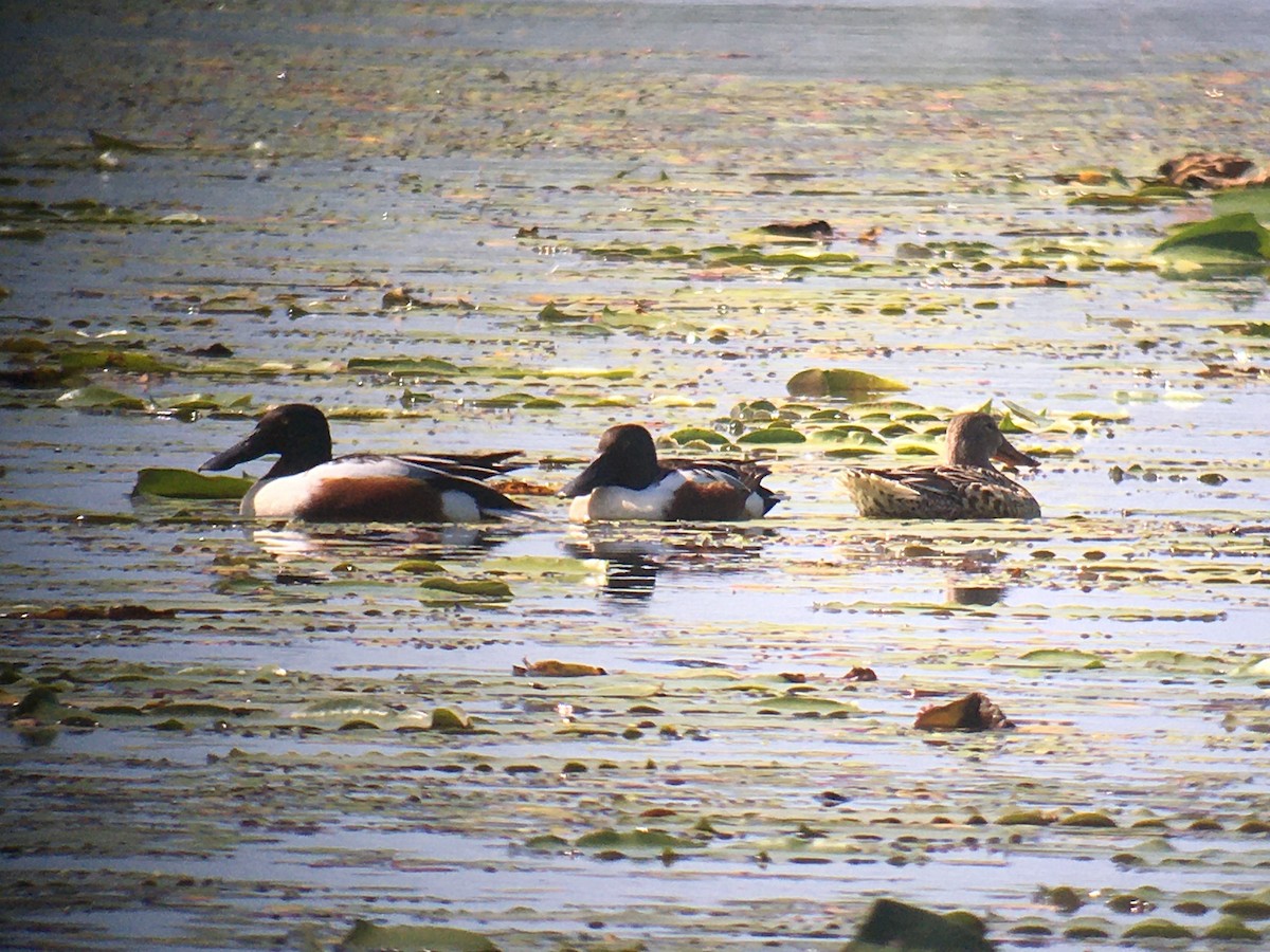 Northern Shoveler - ML609429786
