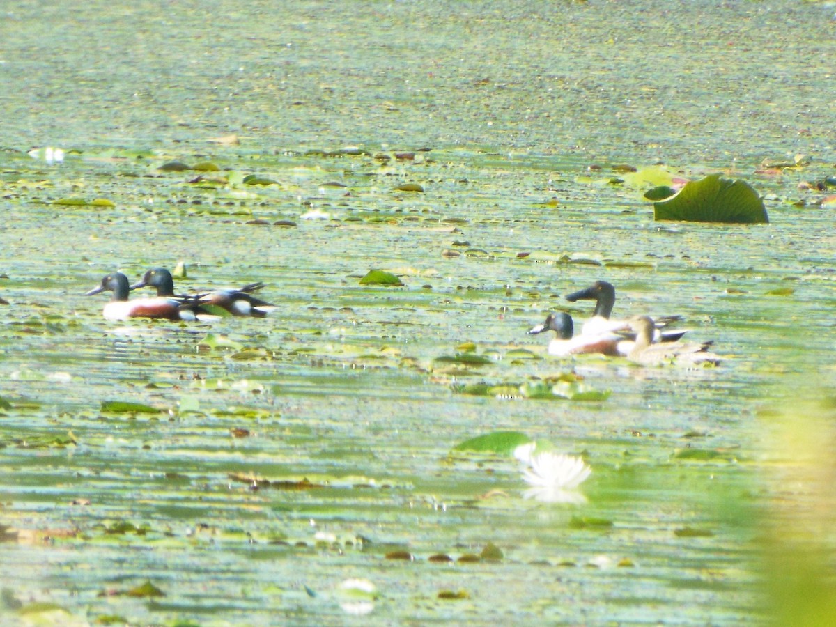 Northern Shoveler - ML609429787