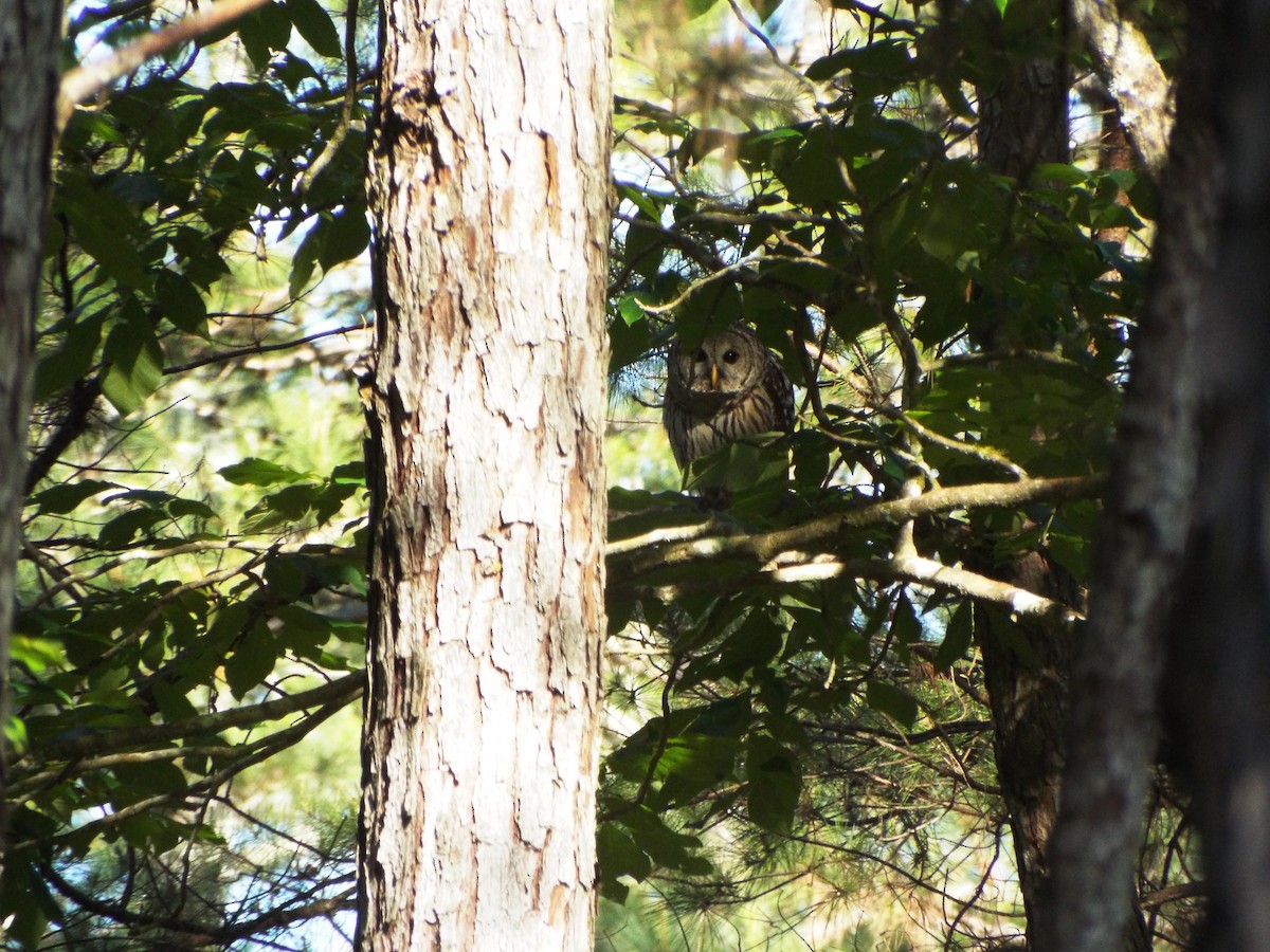 Barred Owl - ML609429793