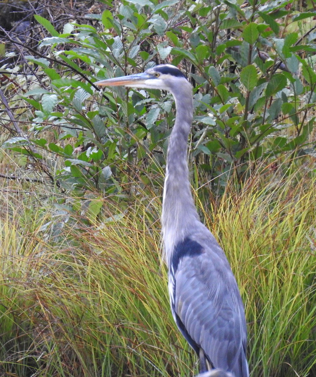 Great Blue Heron - ML609429815