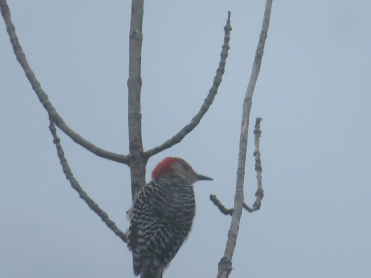 Red-bellied Woodpecker - ML609429824