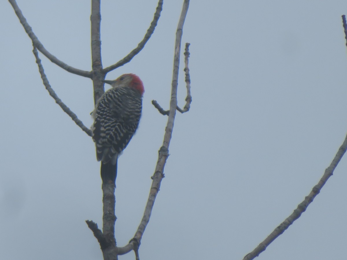 Red-bellied Woodpecker - ML609429826