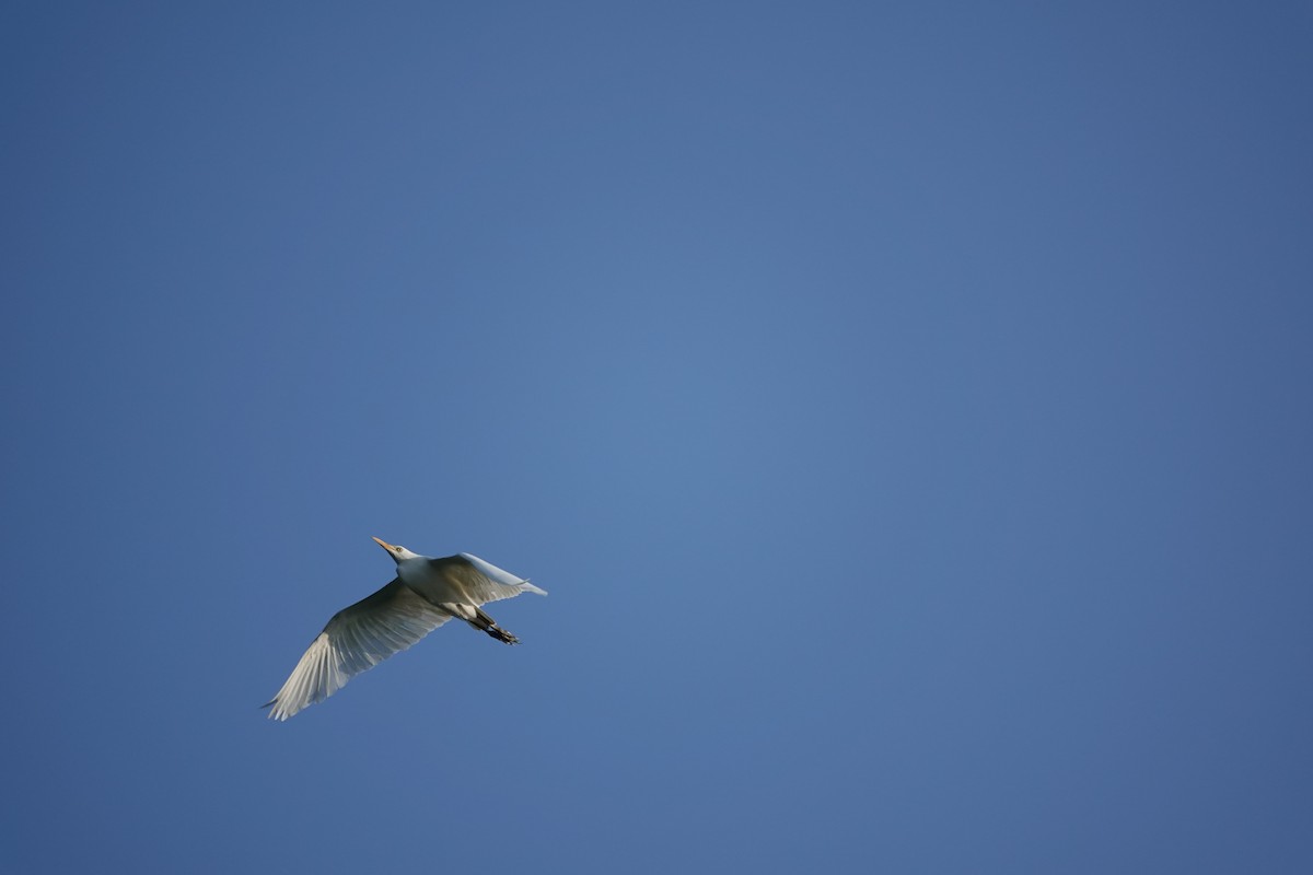 Western Cattle Egret - ML609429840