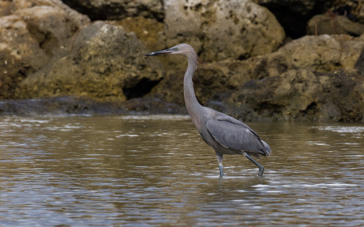 Reddish Egret - ML609429894