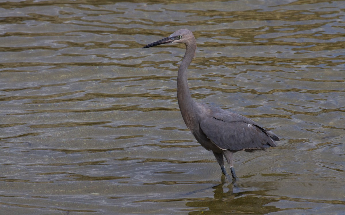 Reddish Egret - ML609429895