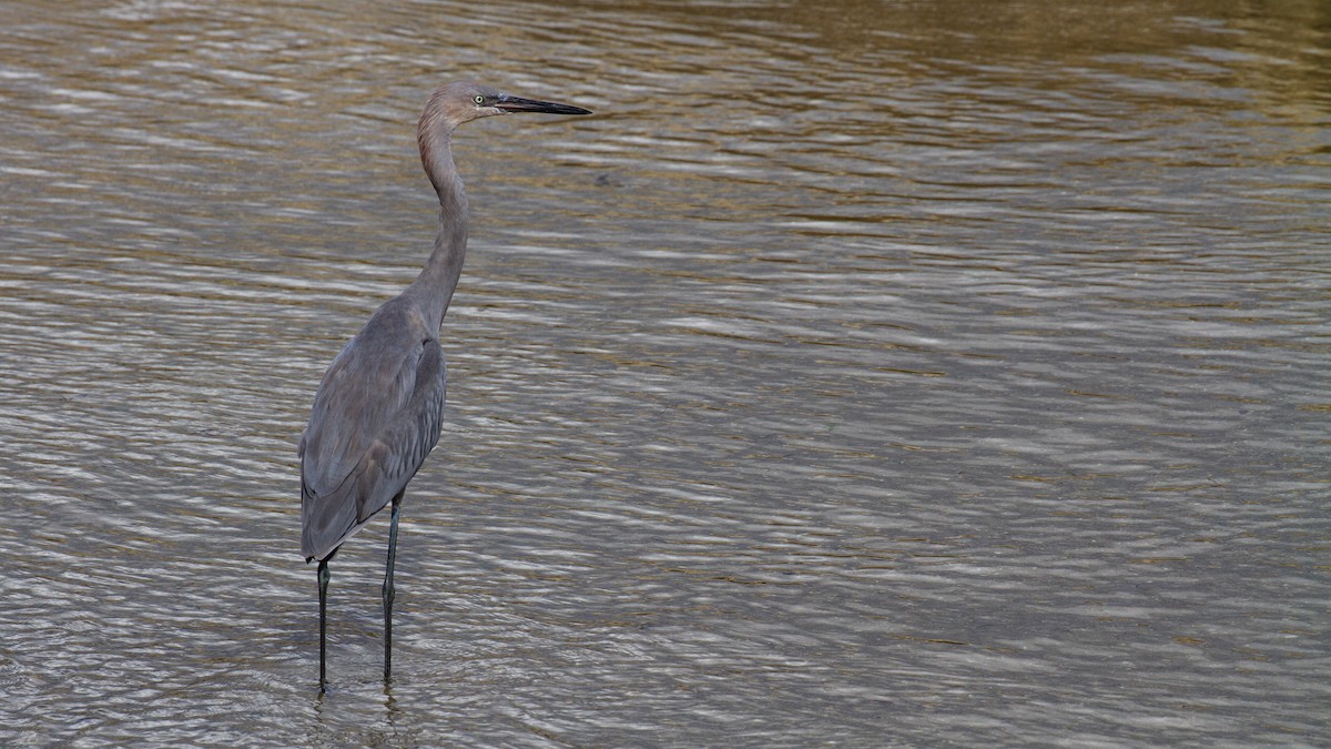 Reddish Egret - ML609429896