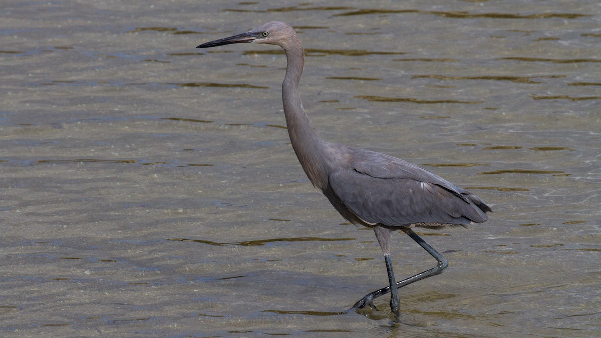 Reddish Egret - ML609429909