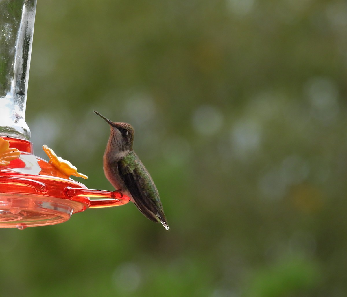 Ruby-throated Hummingbird - ML609429950