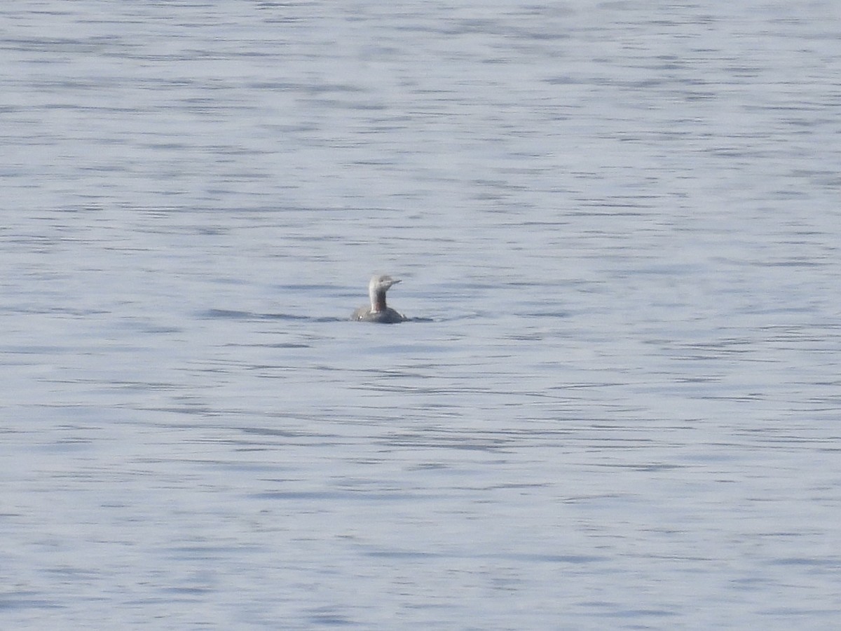 Red-throated Loon - ML609429983