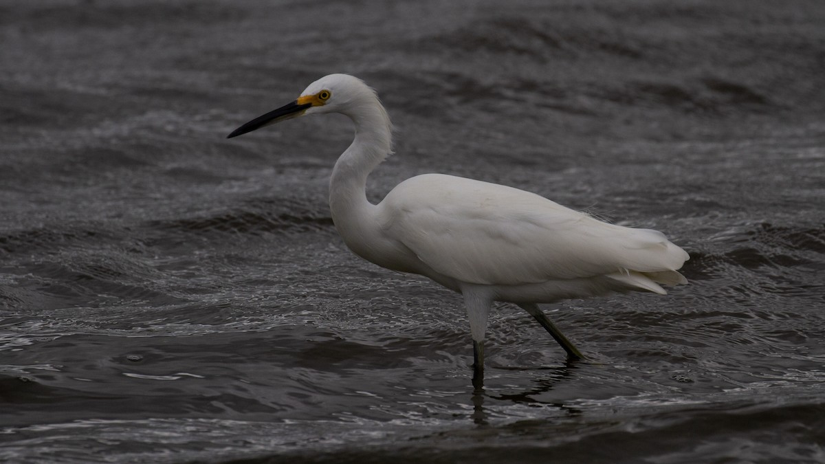 Snowy Egret - ML609429984