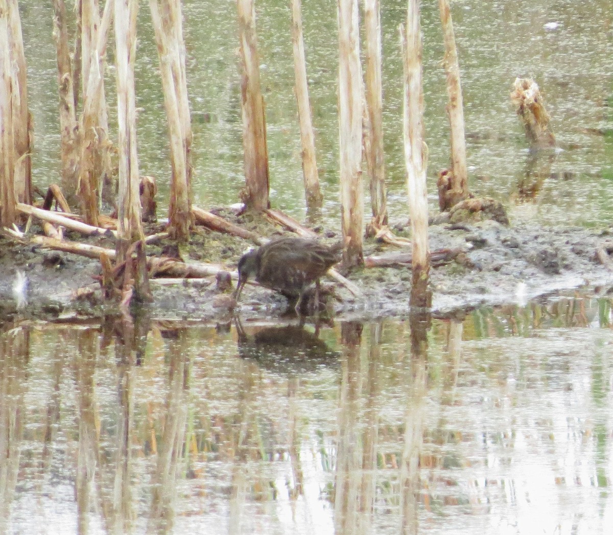 Virginia Rail - ML609429996