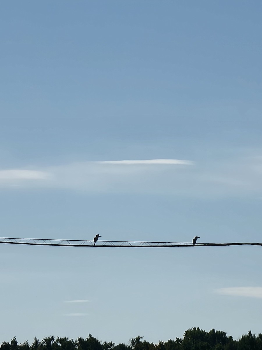 Belted Kingfisher - Stephen Wehner