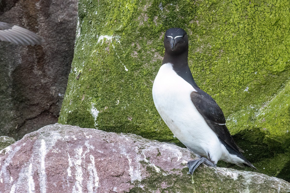 Razorbill - ML609430051