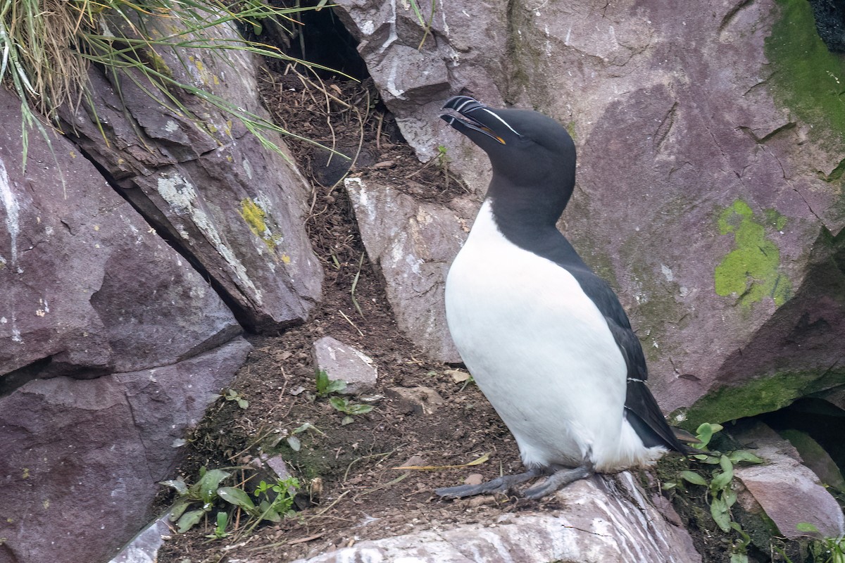 Razorbill - Alan Knowles