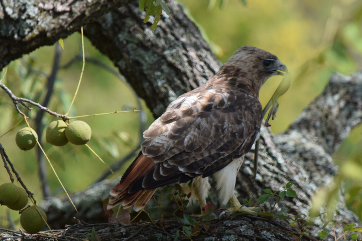 Red-tailed Hawk - ML609430087