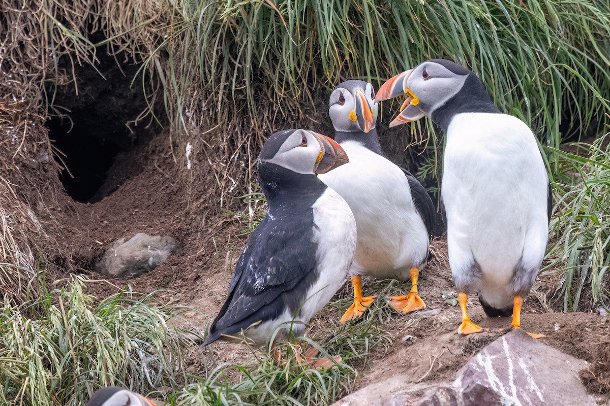 Atlantic Puffin - ML609430191