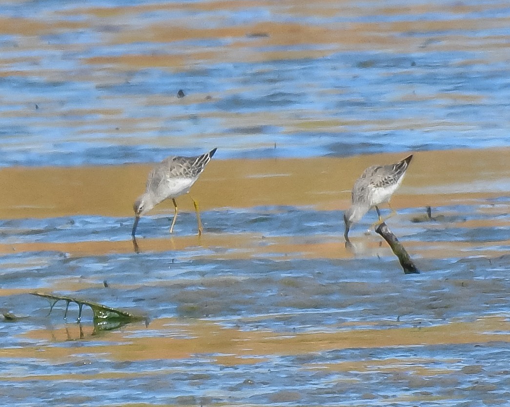 Stilt Sandpiper - ML609430209