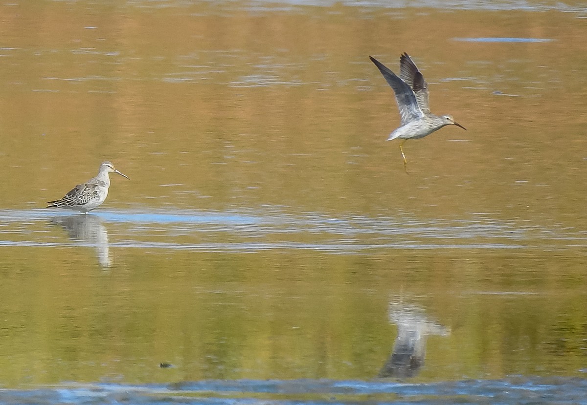 Stilt Sandpiper - ML609430210