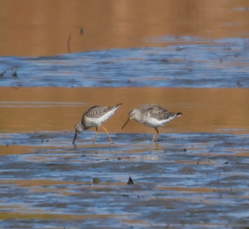 Stilt Sandpiper - ML609430211