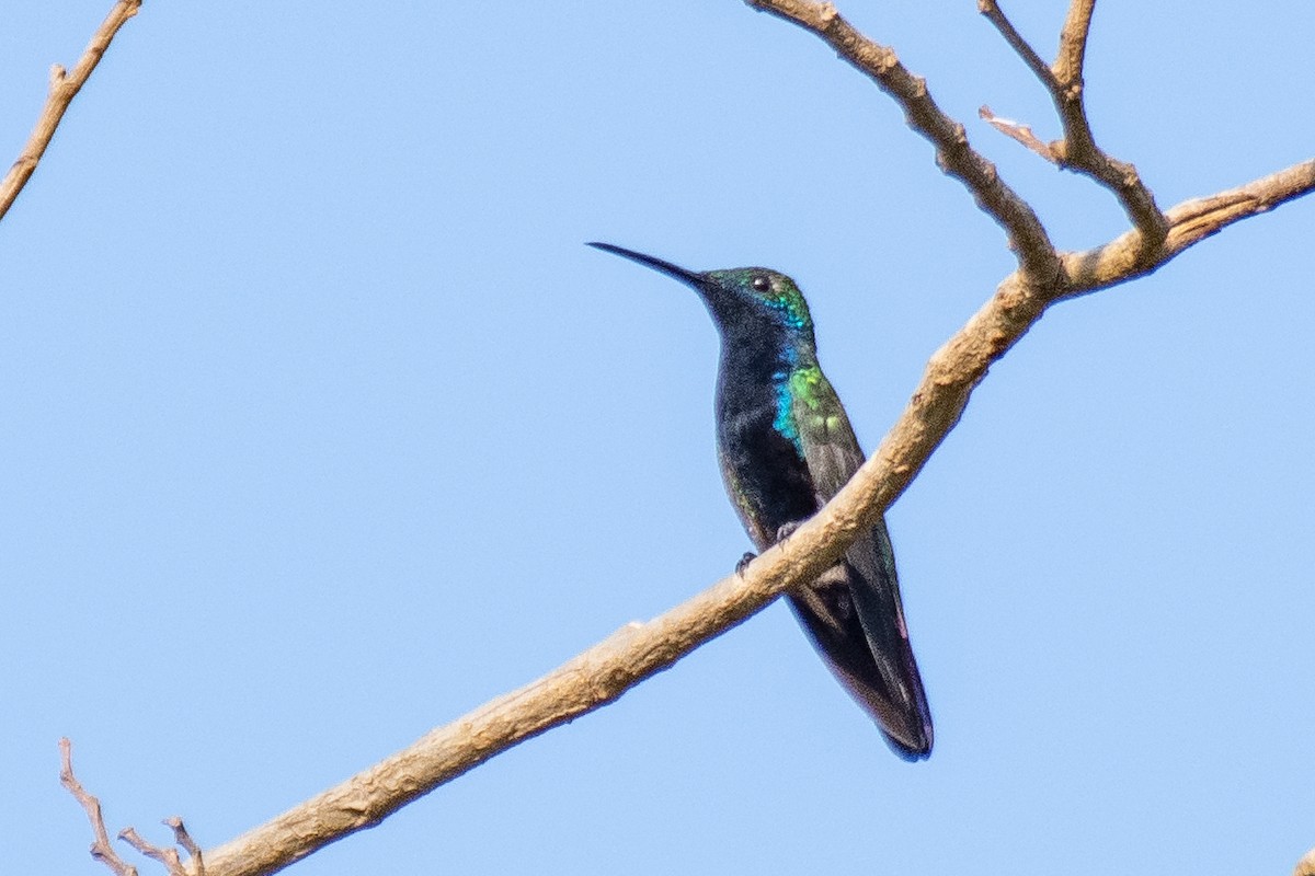 Black-throated Mango - ML609430221