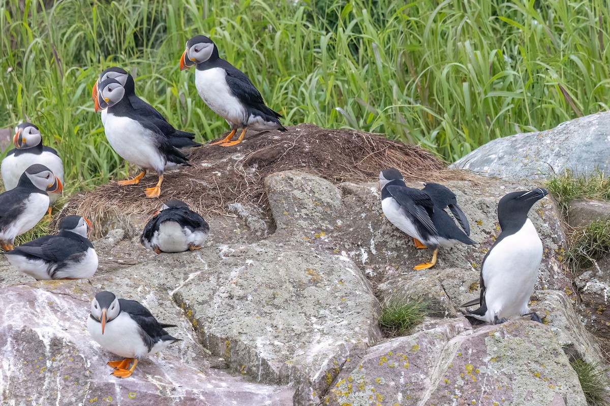 Atlantic Puffin - ML609430355