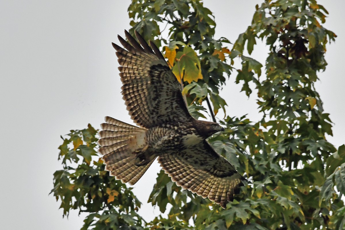 Red-tailed Hawk - ML609430379