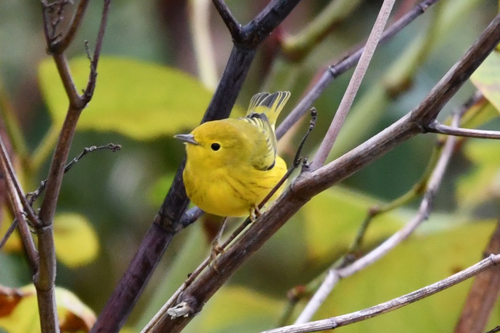 Yellow Warbler - ML609430383