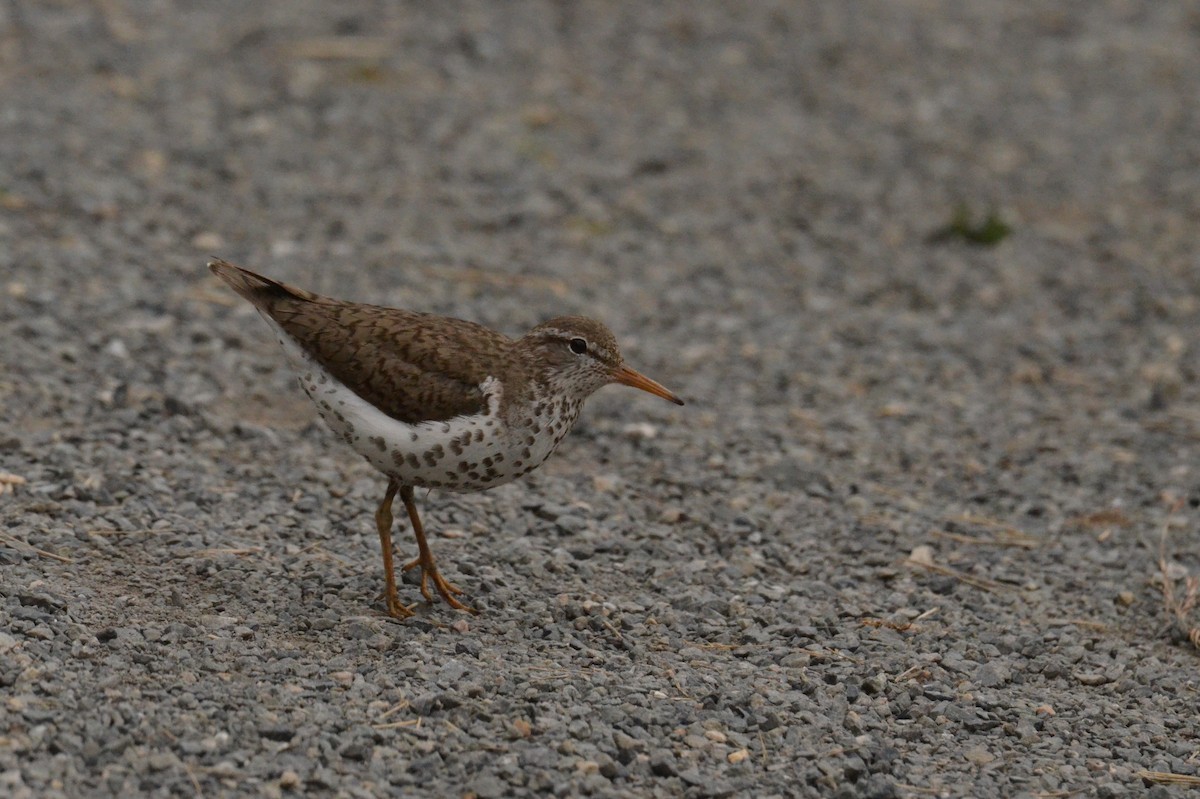 Spotted Sandpiper - ML609430384