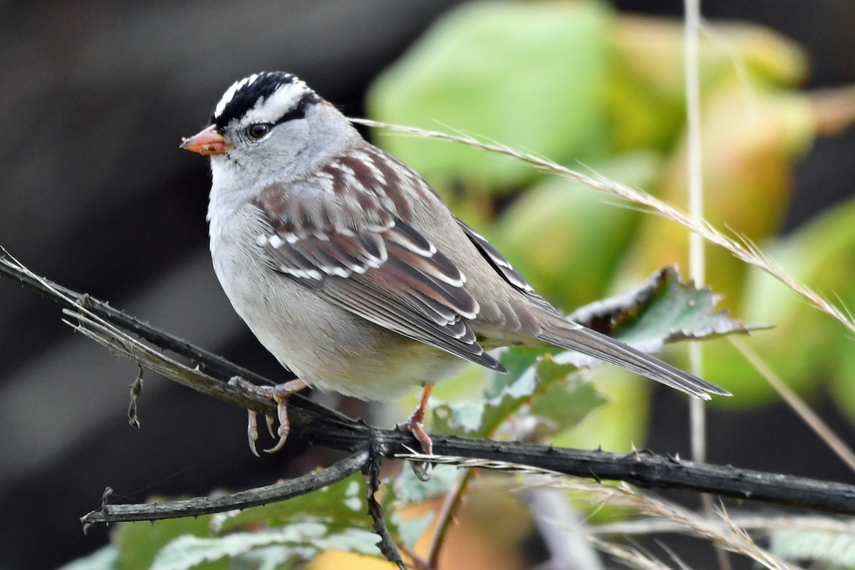 White-crowned Sparrow - ML609430389
