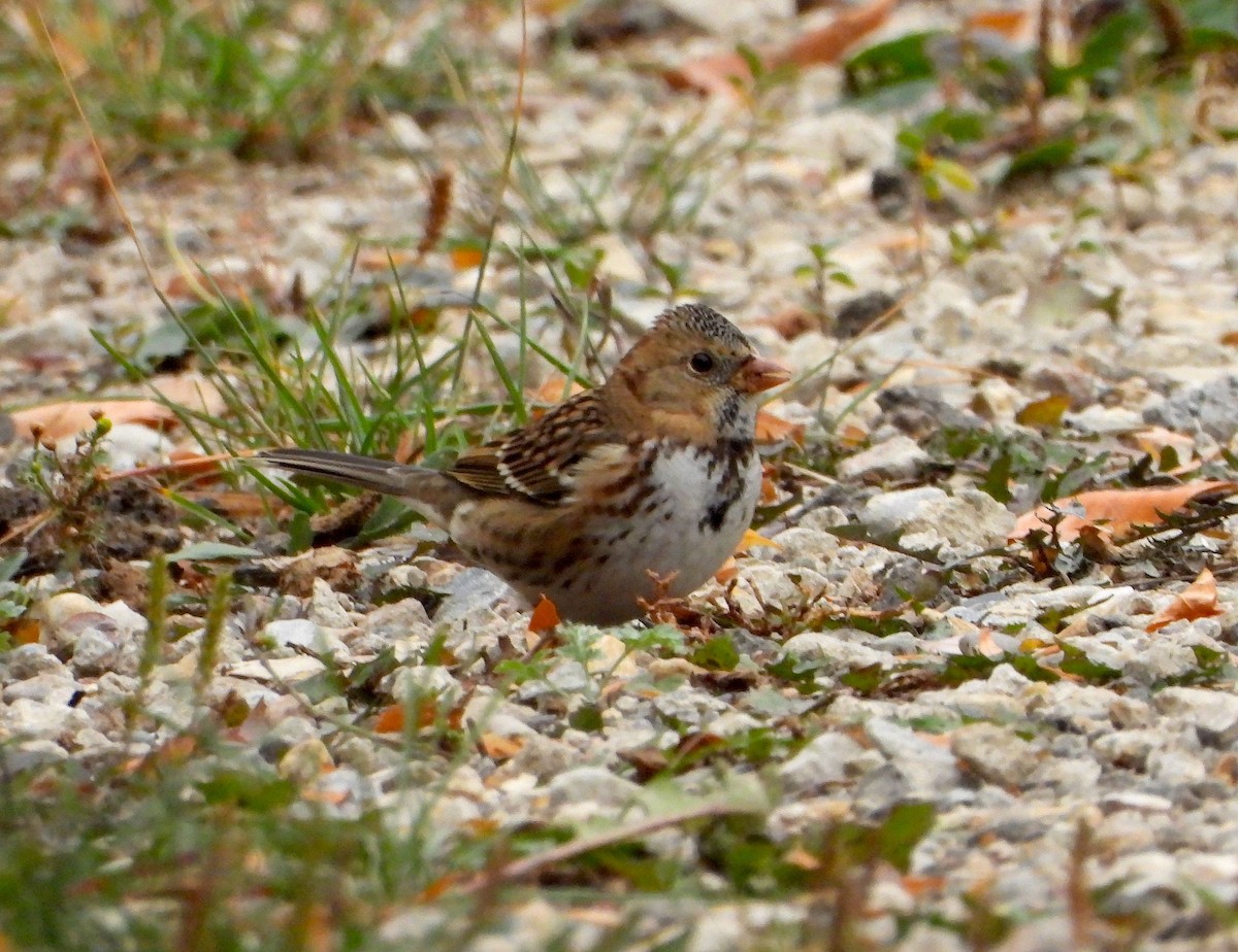 Harris's Sparrow - ML609430439