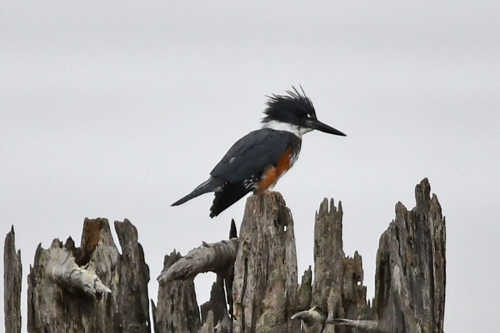 Belted Kingfisher - ML609430468