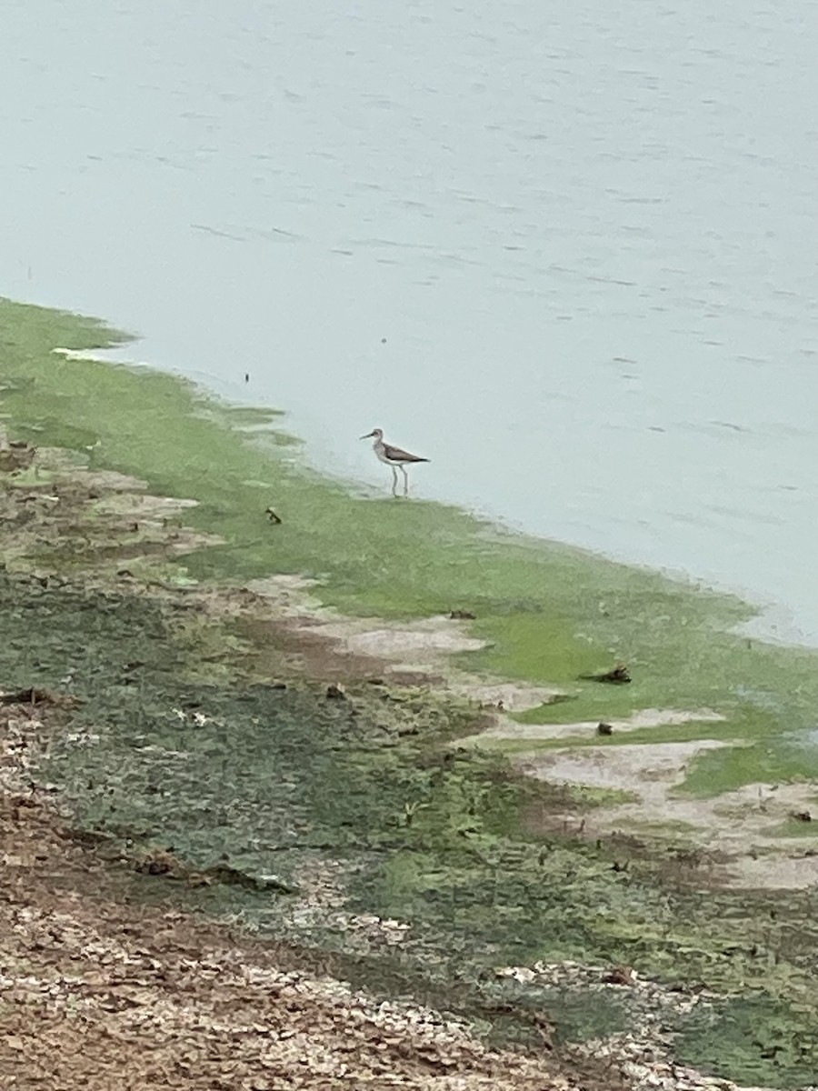 Lesser Yellowlegs - ML609430496