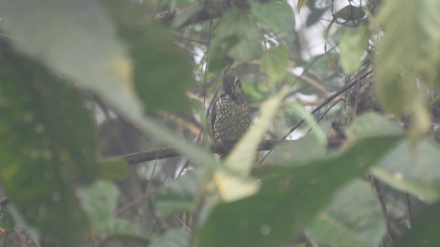 Cotinga écaillé - ML609430513