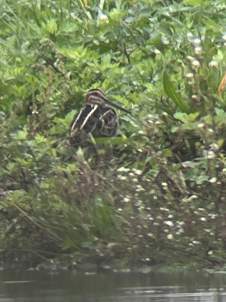 Wilson's Snipe - ML609430580