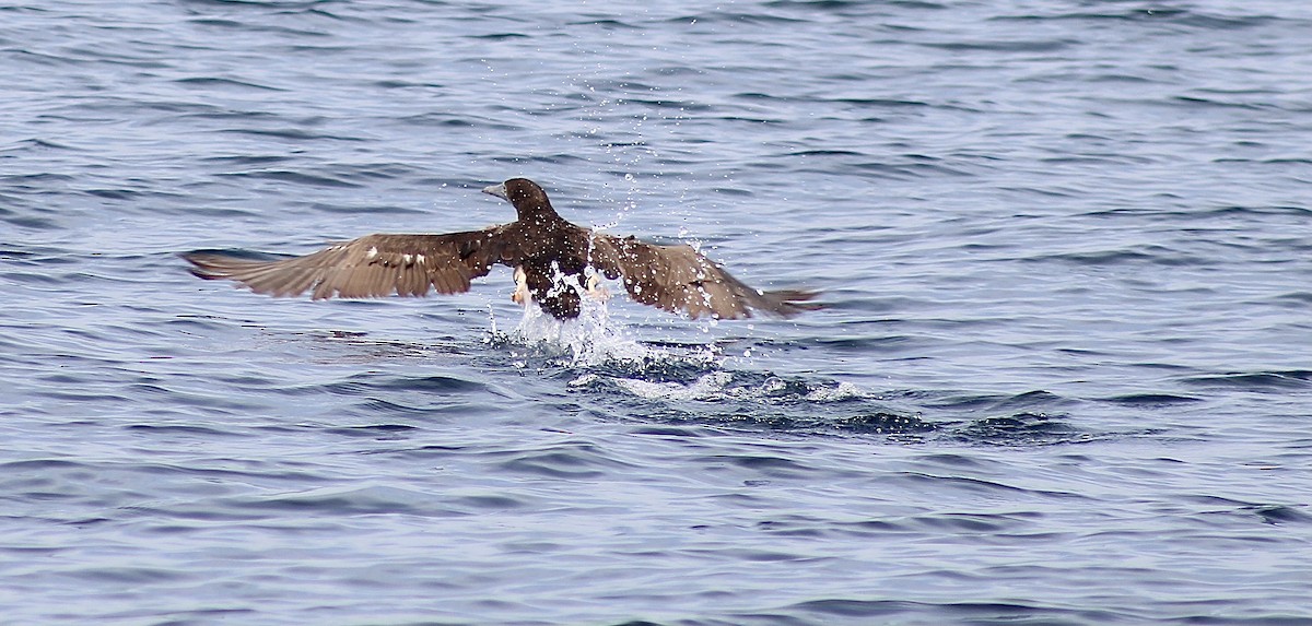 Brown Booby - Bob Schallmann