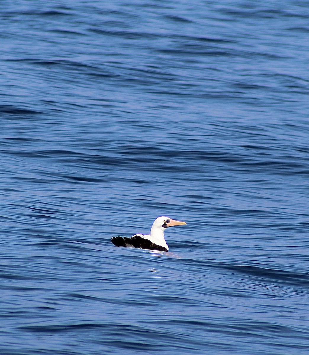 Nazca Booby - Bob Schallmann