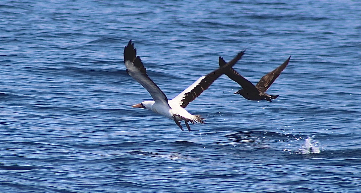 Nazca Booby - Bob Schallmann