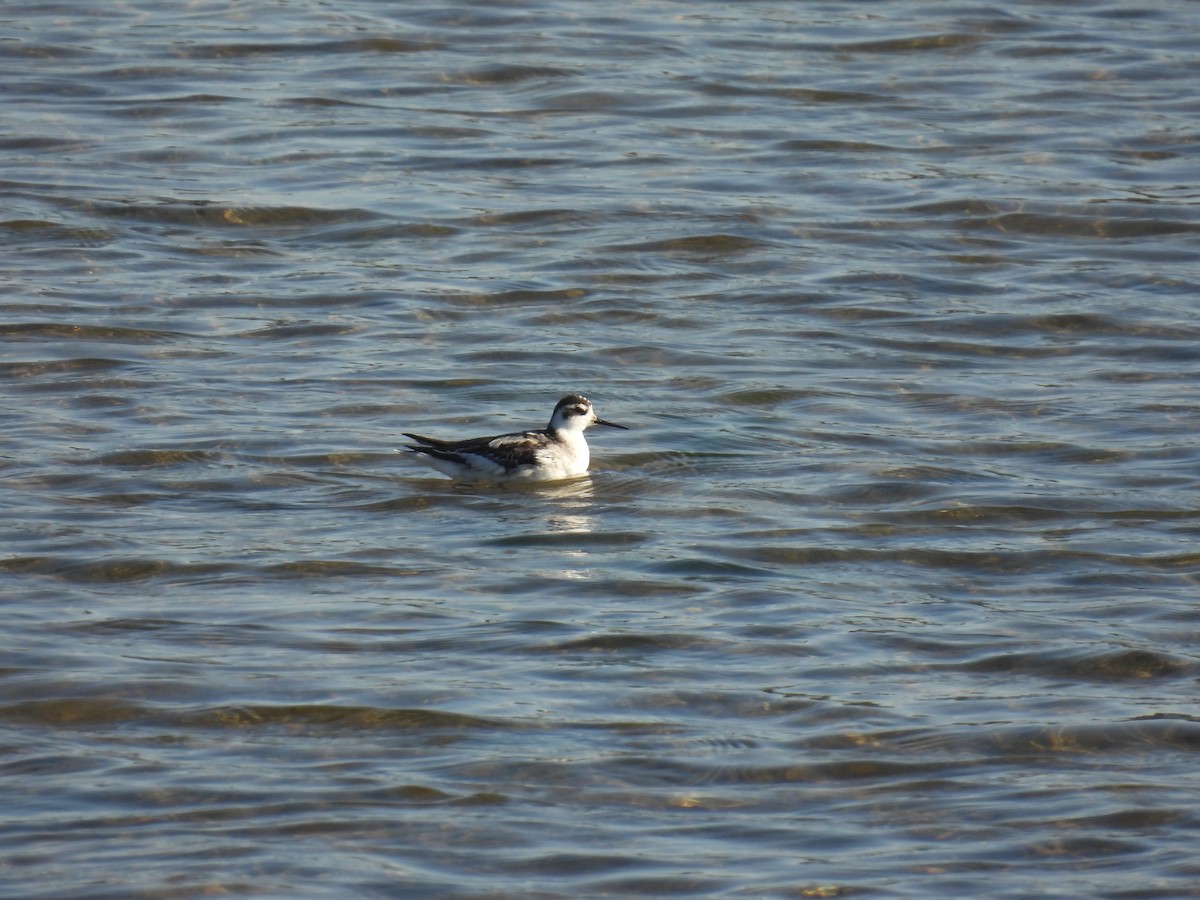 Red-necked Phalarope - ML609430717