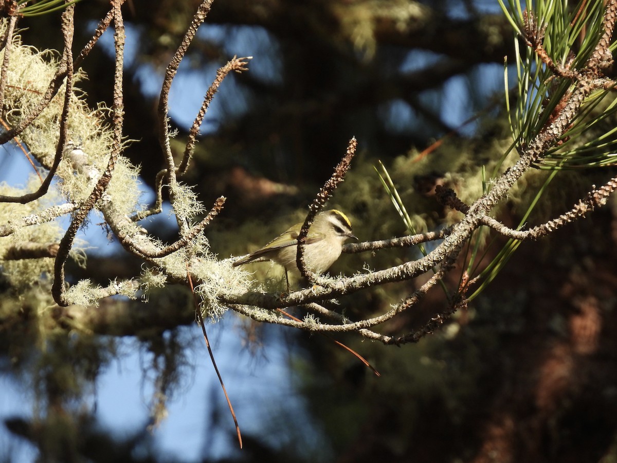 Golden-crowned Kinglet - ML609430724