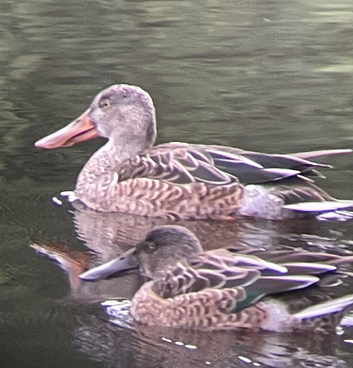 Northern Shoveler - ML609430757