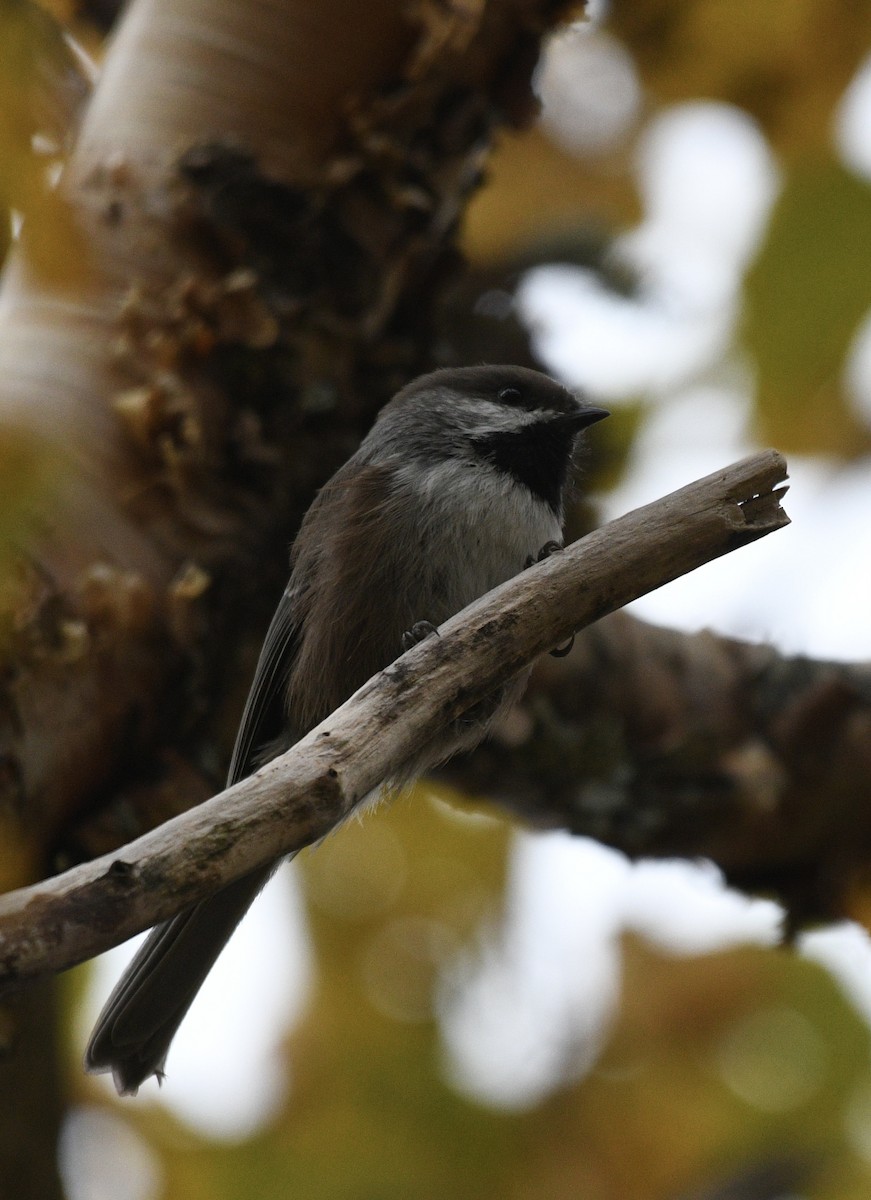 Mésange à tête brune - ML609430832